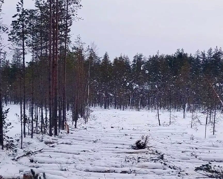 Подрядчик вырубил лес в одном из лесничеств Карелии