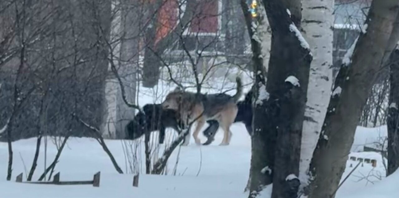 Свора собак пугает жителей расширенного центра в Петрозаводске