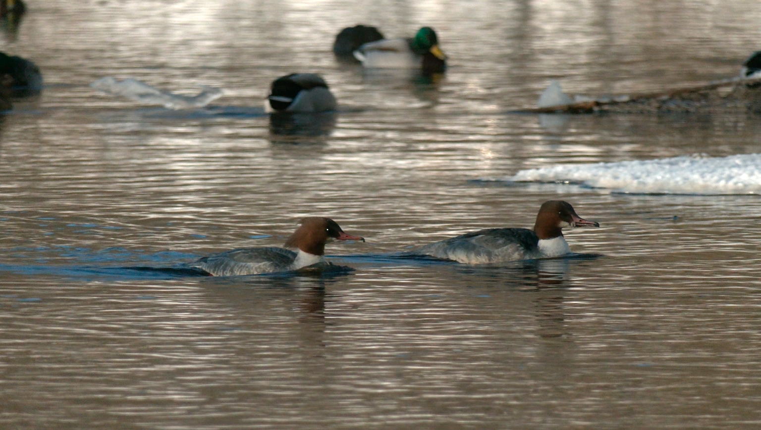 Мать-героиня с 53 птенцами появилась по соседству с Карелией