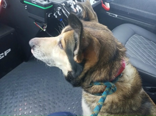 Сергей Крупин: погибшего лыжника на Ладоге нашли благодаря его собаке