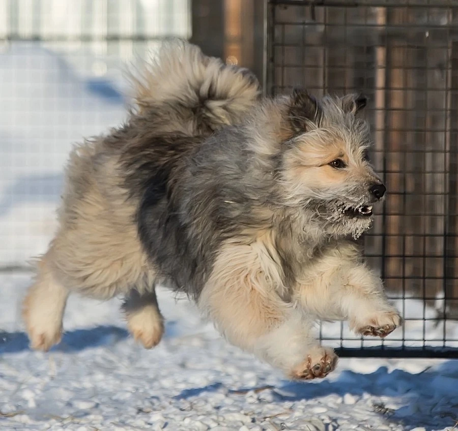 Завершился прием заявок на VII Международную премию «Мой ласковый и нужный зверь»