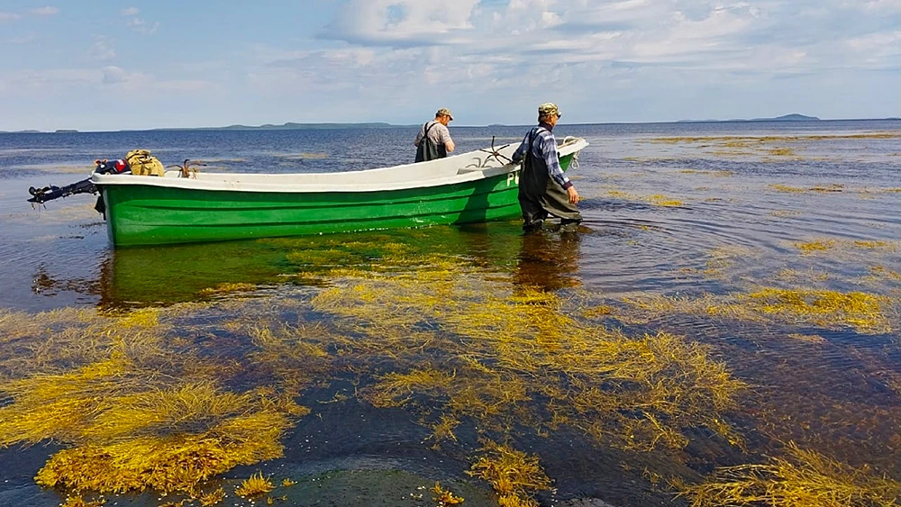 Наука и развитие инфраструктуры: в Карелии намерены увеличить добычу водорослей
