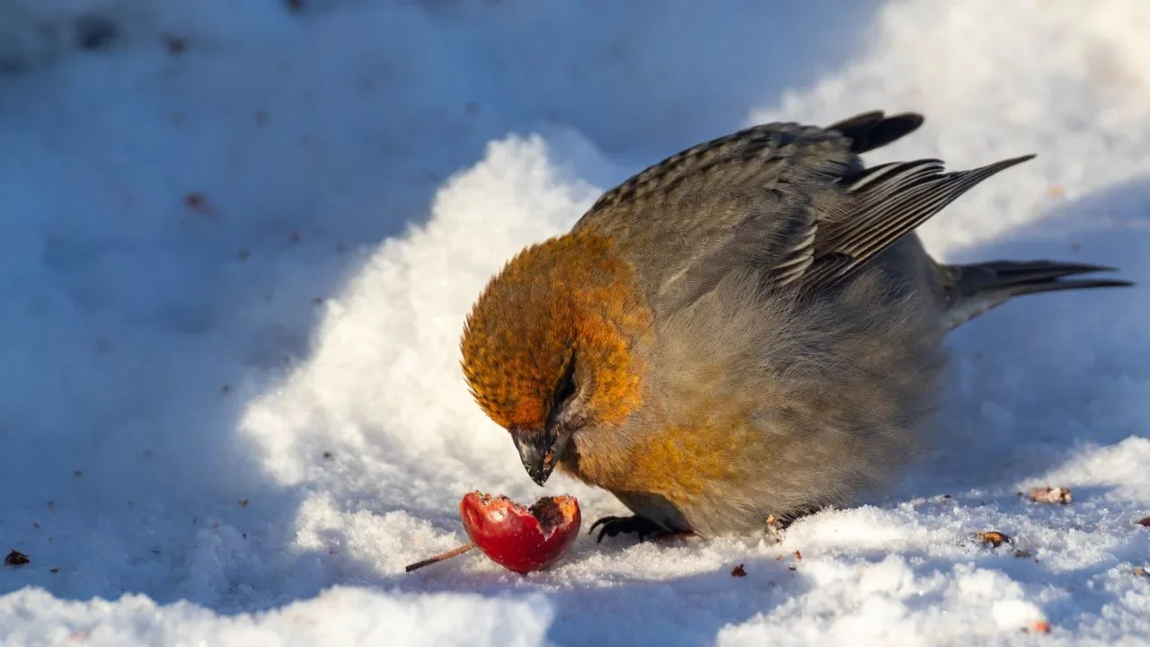 Синоптики Карелии рассказали о погоде на четверг