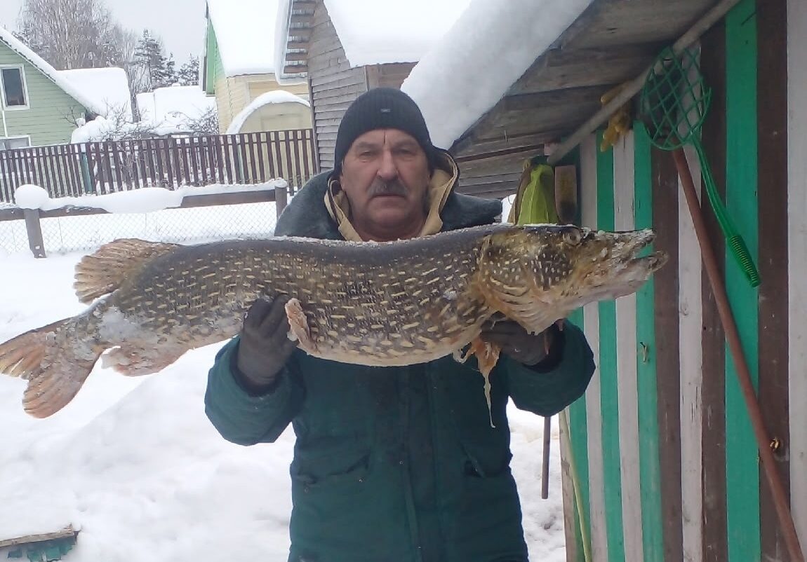 Огромных «крокодилов» выловили в озере Карелии