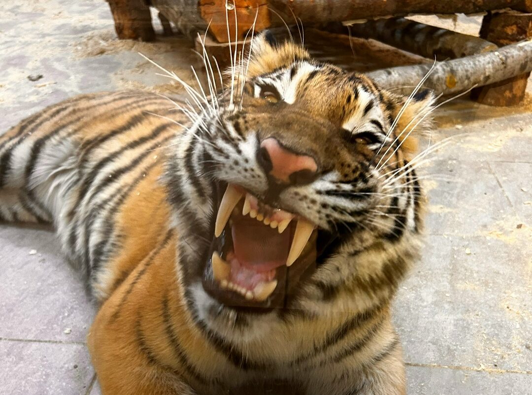 Обитатели Карельского зоопарка порадовали гостей