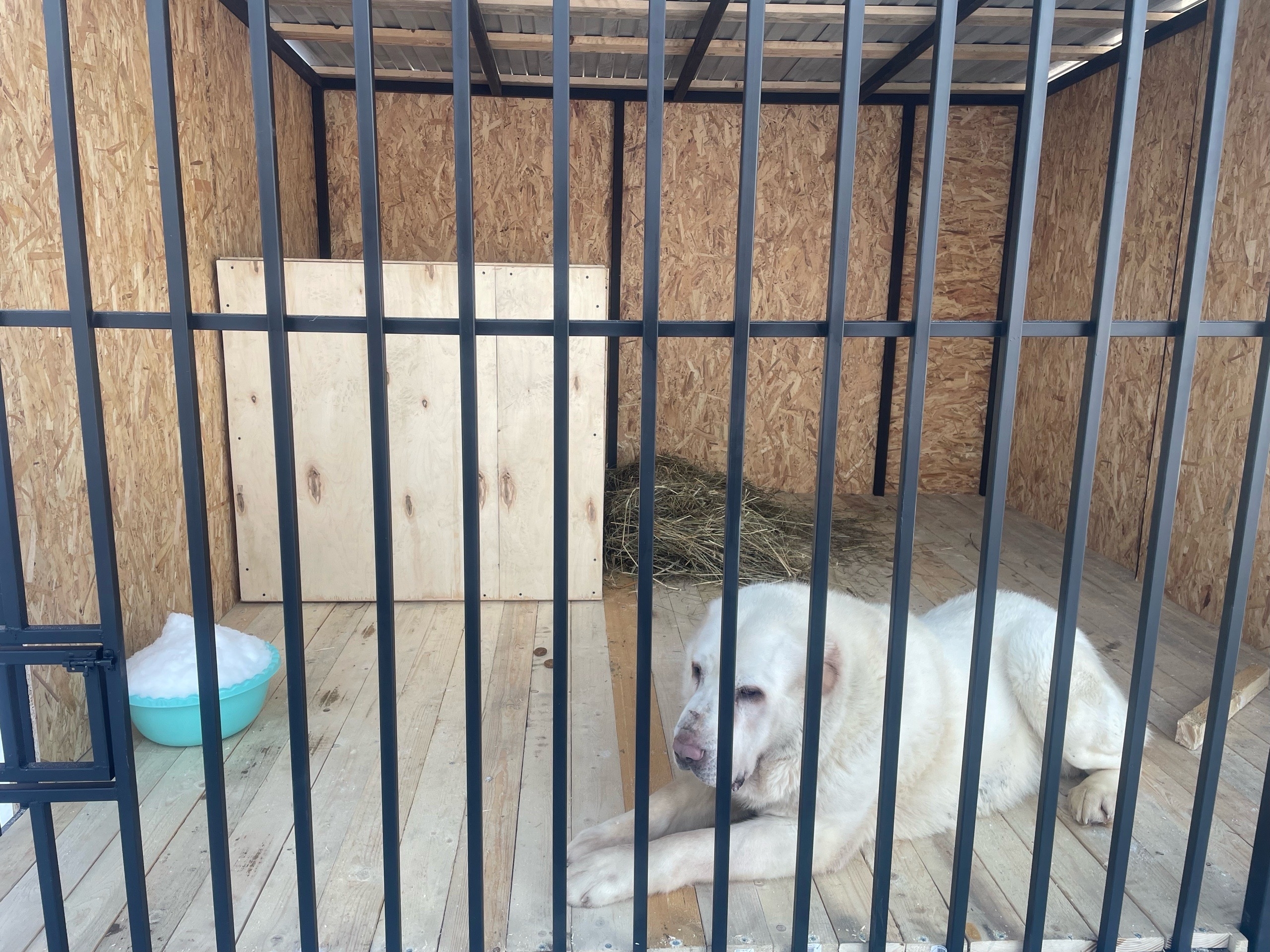 Волонтеры спасли алабая со страшной фермы в Заозерье