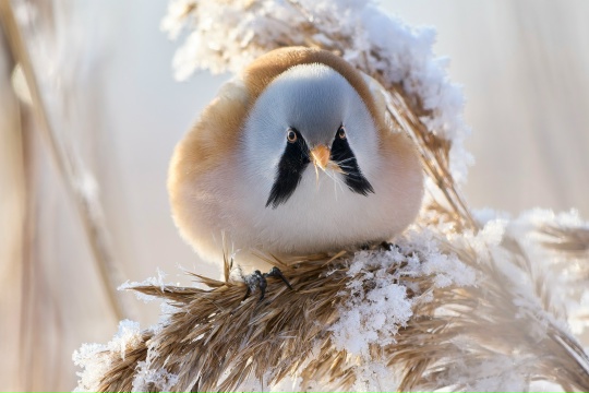 Рядом с Карелией объявилась усатая синица, которая вовсе и не синица, да и усов у неё нет