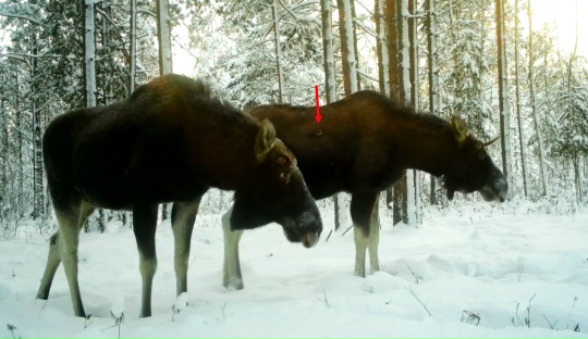 О взаимовыгодном сотрудничестве между лосем и синицей рассказал известный блогер
