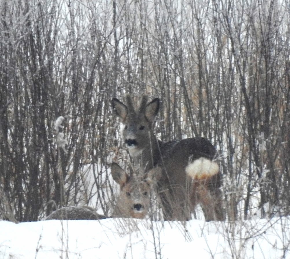 Семью косуль поймали в кадр в одном из районов Карелии