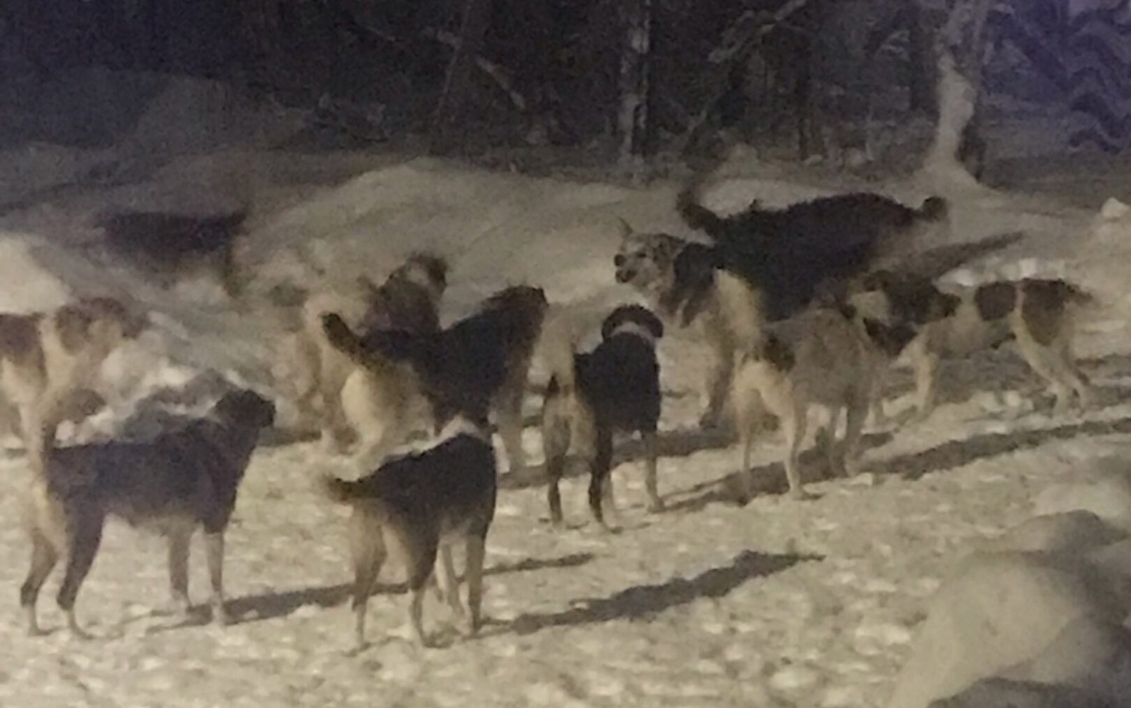 Жителям Пудожского района рассказали, куда обращаться при встрече со стаями бродячих собак