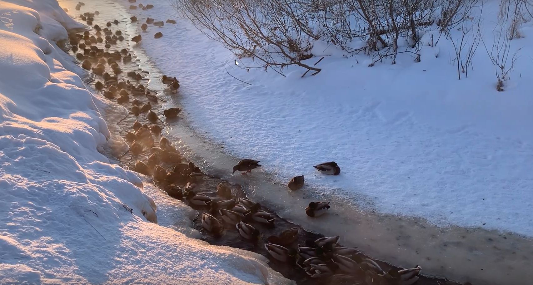 «Лещ пошёл»: дикая пробка образовалась в одном из регионов Северо-Запада