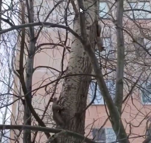 Троица хвостатых устроила гонки по вертикали рядом с Карелией