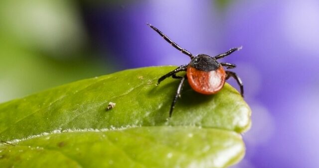 Успеть к сезону: врачи Петрозаводска рекомендуют начинать вакцинироваться от клещевого энцефалита