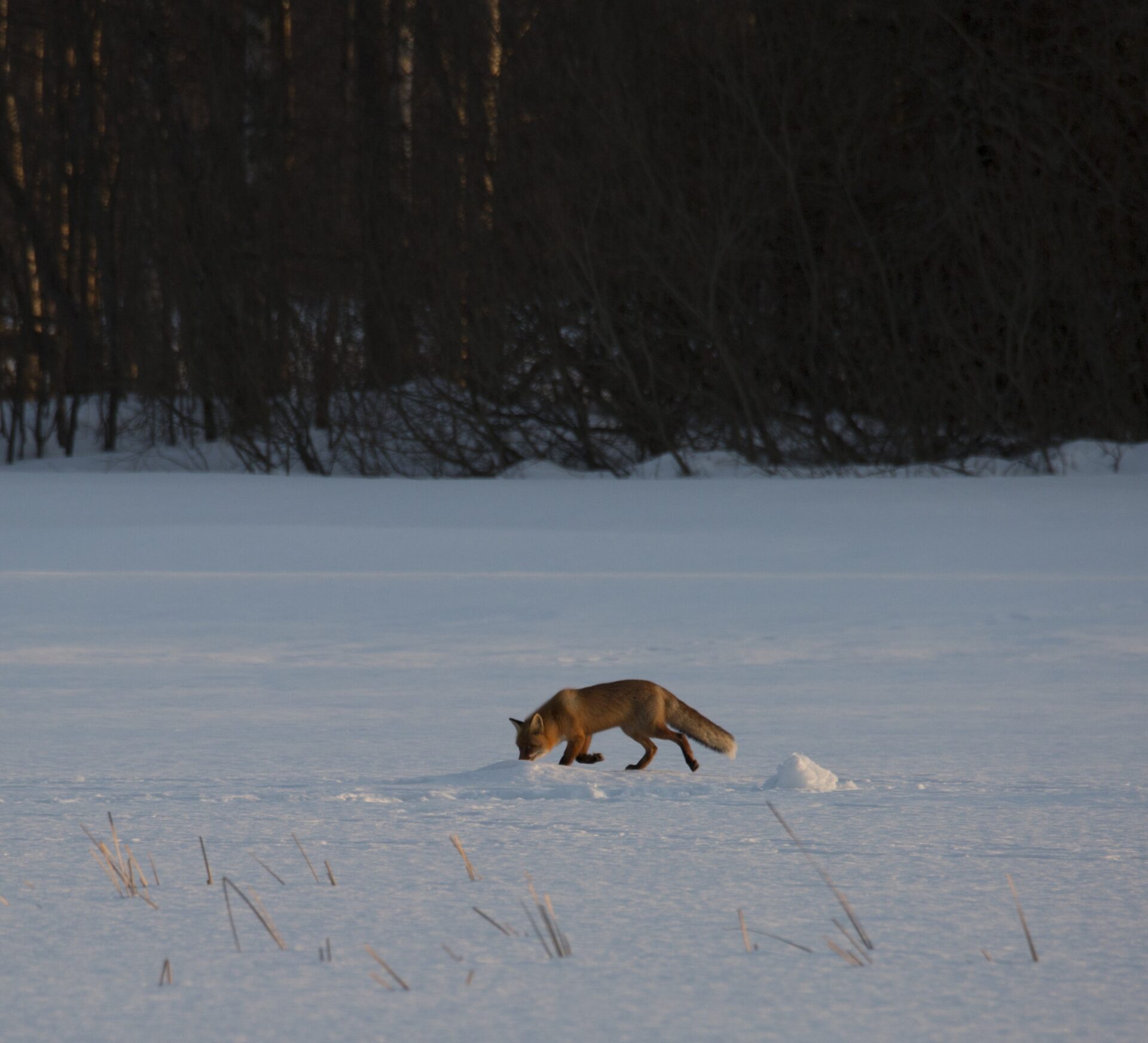 Карельские биологи изучают животных по снегу