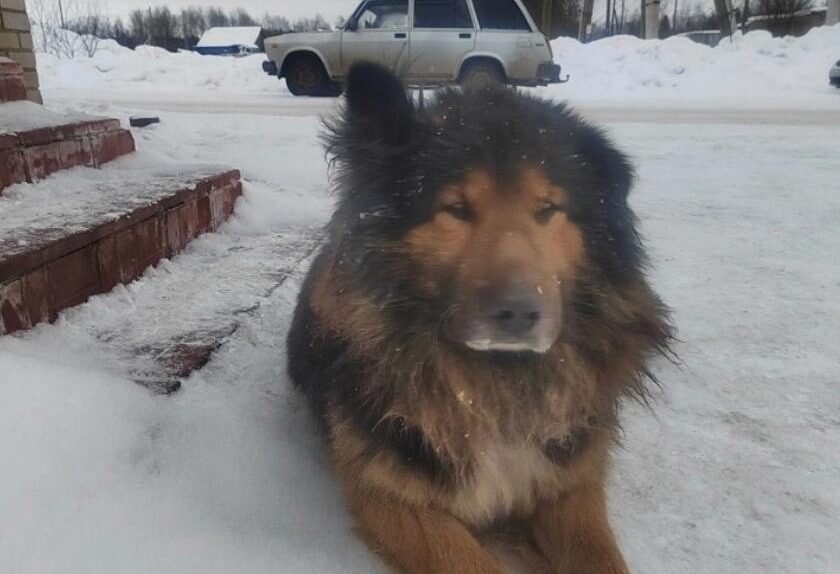 «Добрый и доверчивый»: жители поселка Берёзовка беспокоятся за пса, живущего на улице