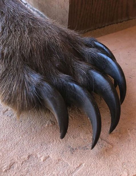 Карельские ученые представили 3D-модель взаимодействия хищников и жертв в Карелии