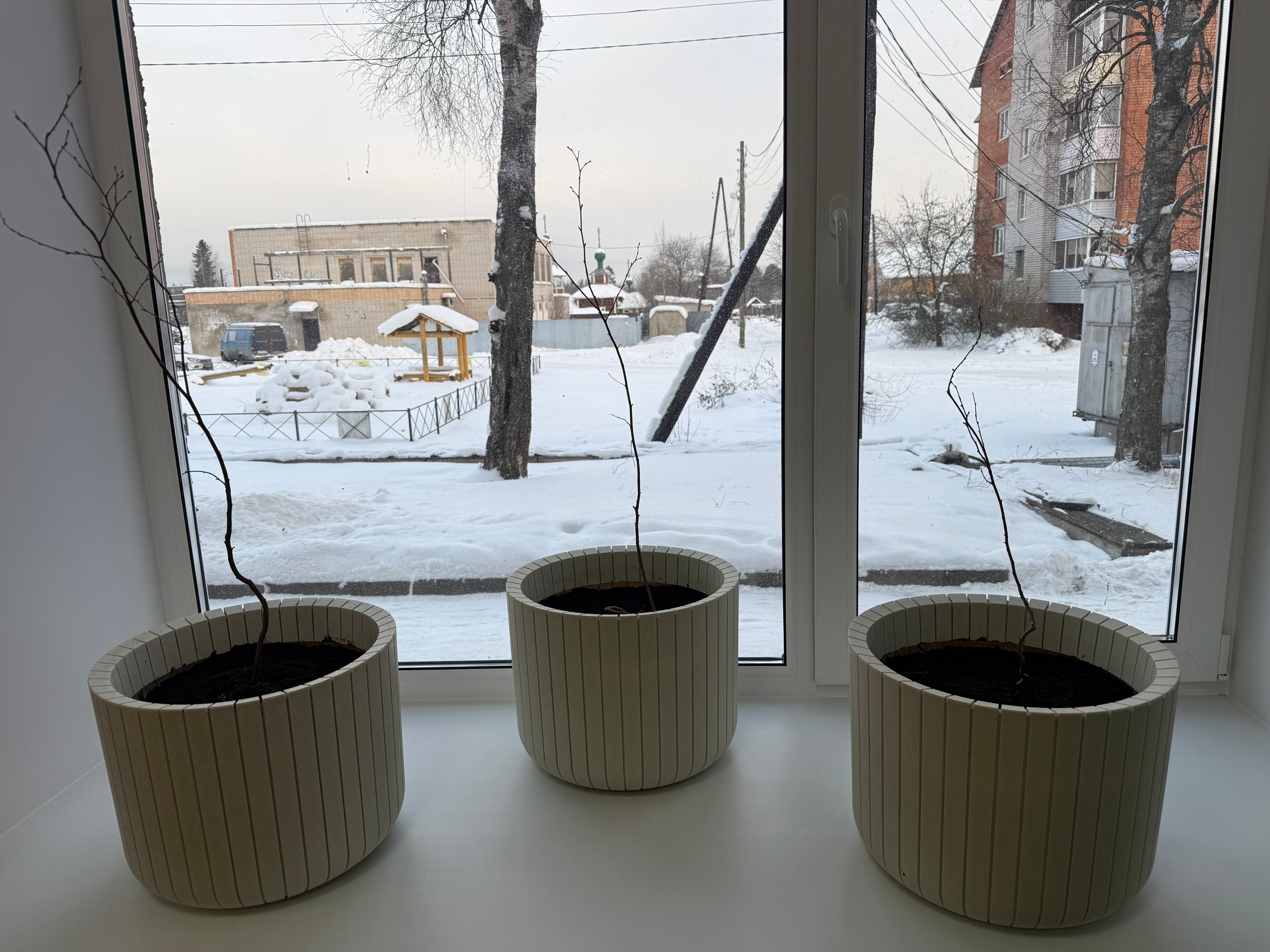 Карельскую березу высадят в парке Новой Вилги