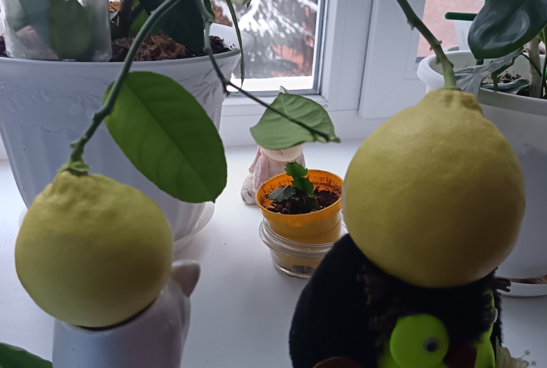 «Символ терпения»: лимоны вырастили в отделении соцобслуживания Костомукши