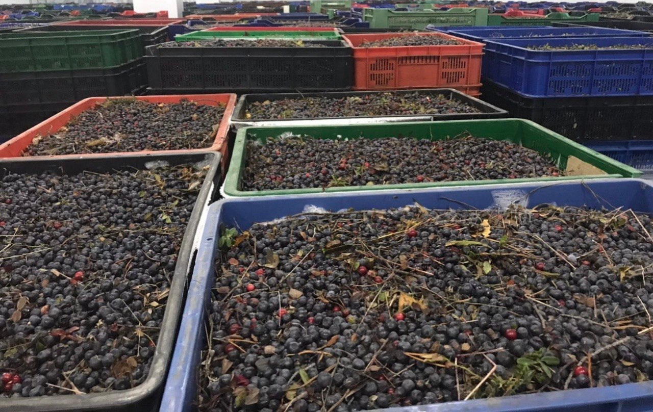 Предприятие по переработке дикоросов запустили в Костомукше благодаря господдержке