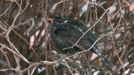 Узнали, какая птица начинает петь в середине зимы, украшая своей флейтовой трелью парки