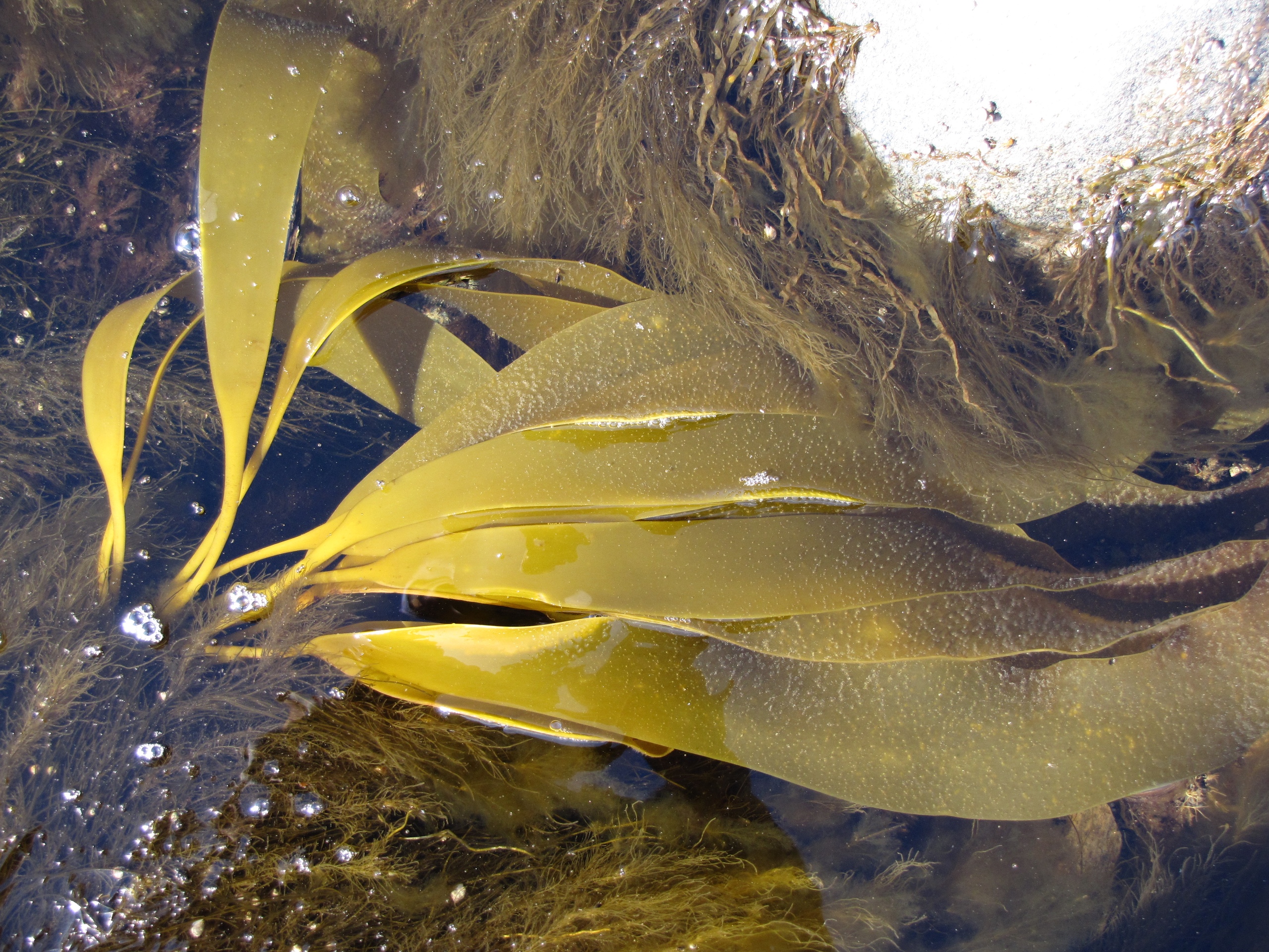 В Карелии нужна новая водорослевая индустрия для добычи и переработки даров Белого моря