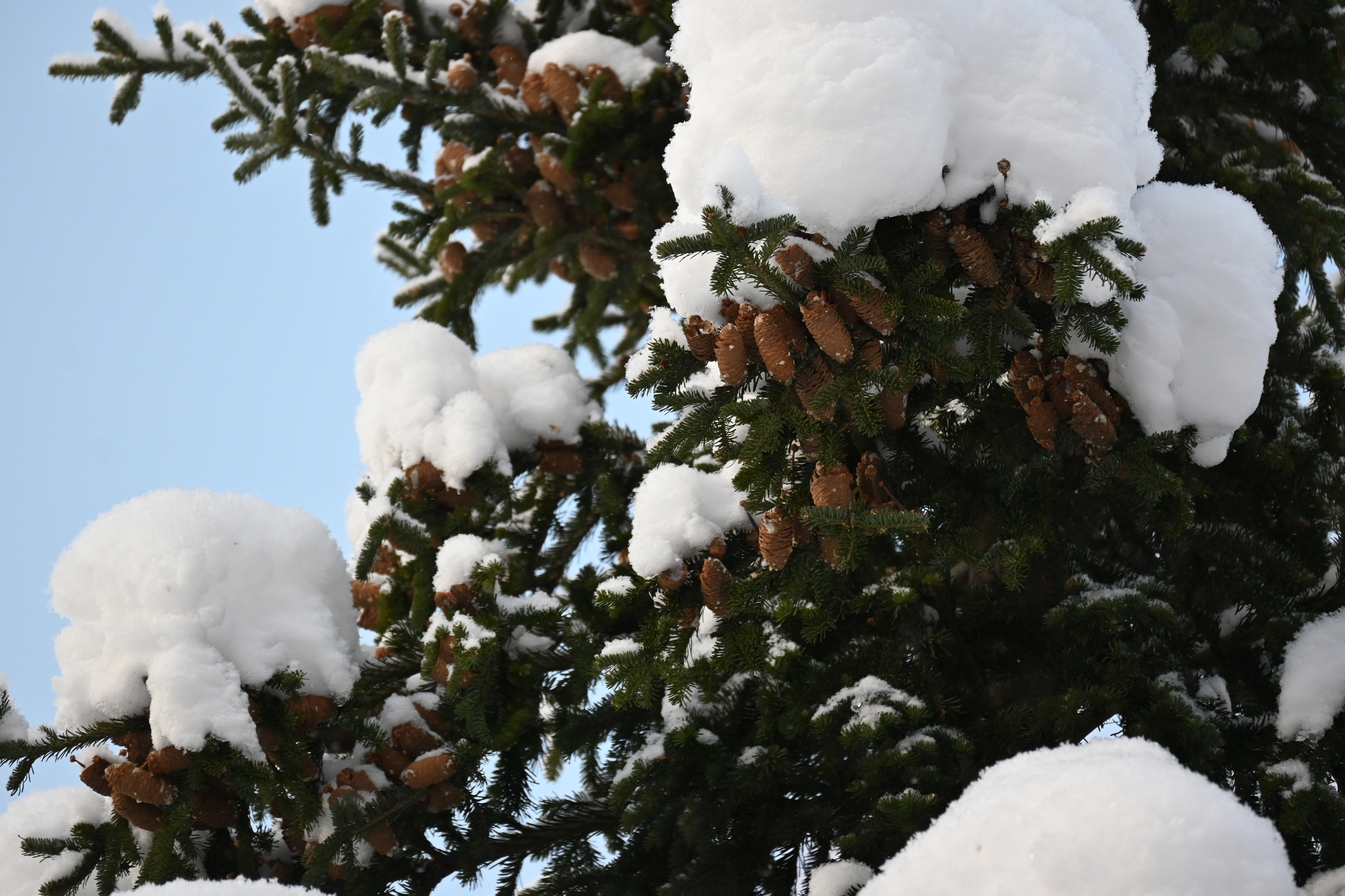 Растущие в дендрарии карельского заповедника пихты озадачили ученых