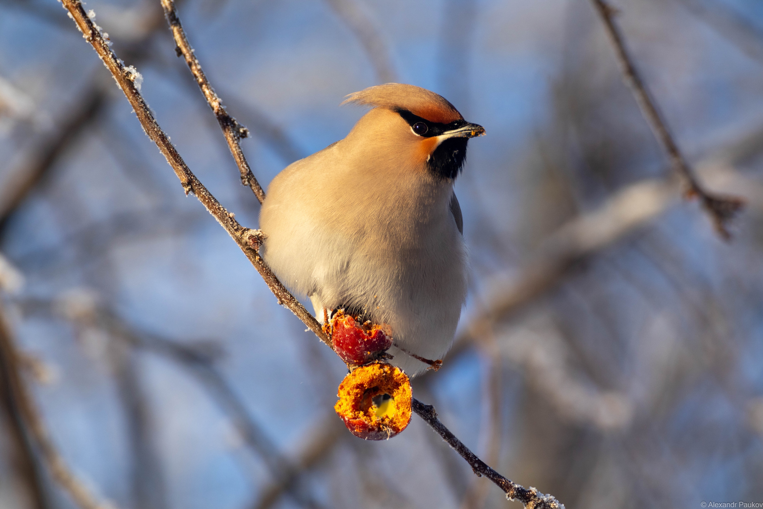 Скандинавский антициклон надвигается на Карелию