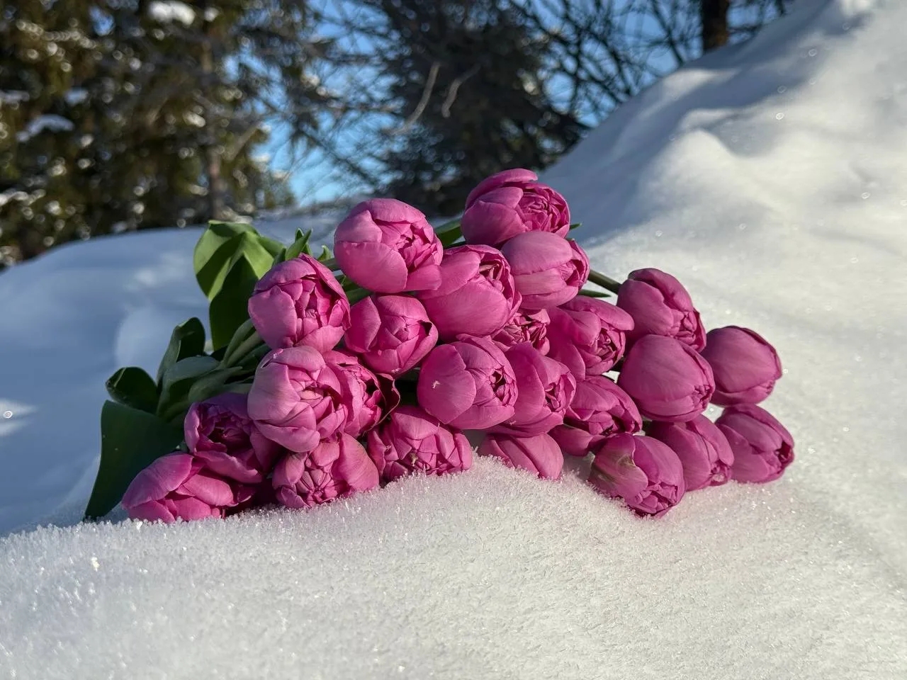 В Петрозаводске разыграют букет тюльпанов