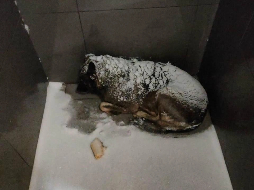 «Додо Пицца» прогремела на всю страну из-за скандала с собакой в одном из регионов России