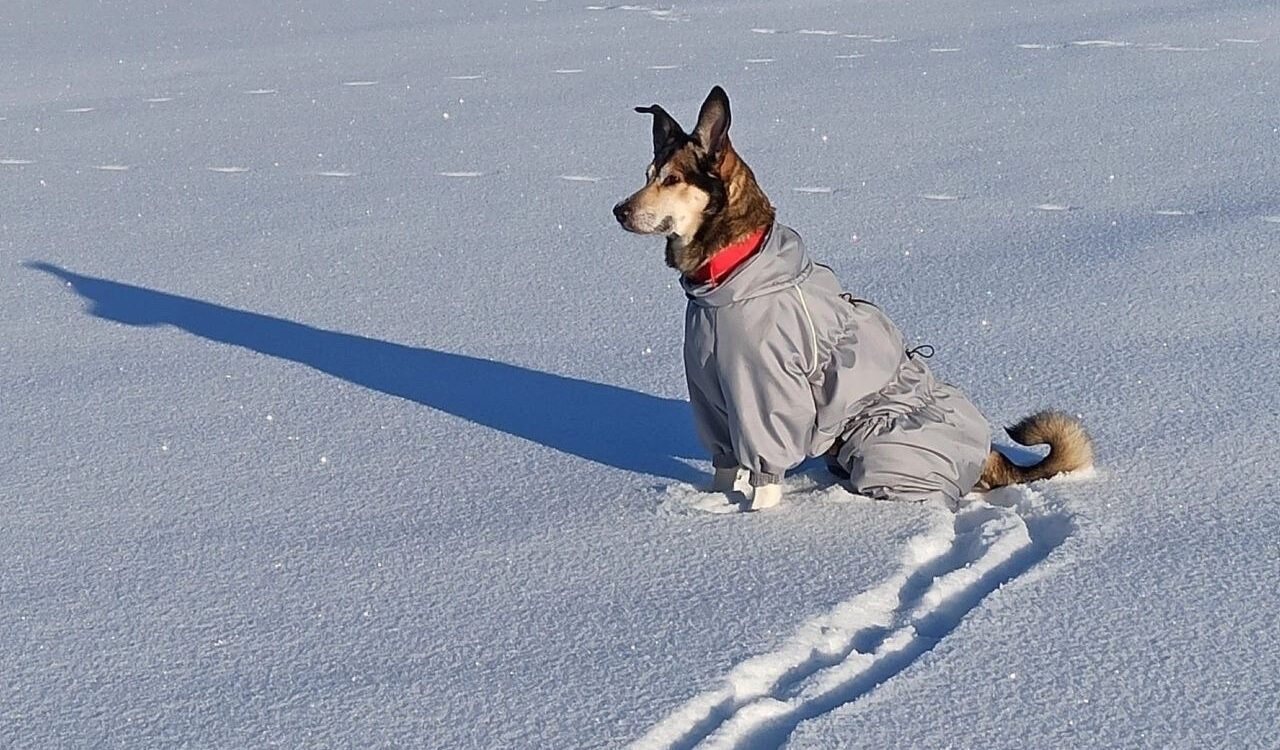 «Холодеет сердце»: родственники усыпили собаку погибшего на Ладоге лыжника, которая сутки охраняла тело хозяина