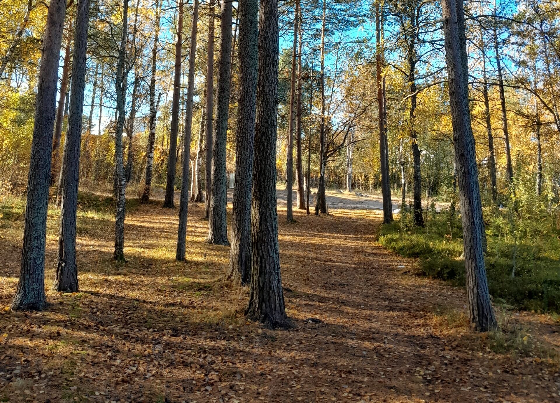 Сосновому бору в Эссойле грозит застройка ИЖС