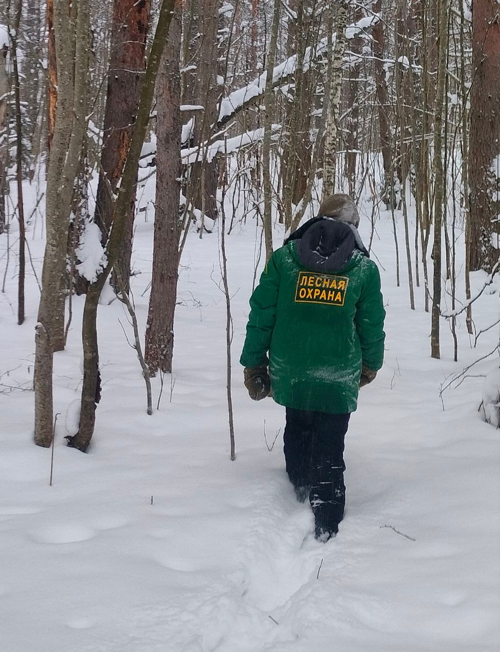 Для жителей Кижской волости найдут законный способ заготовки дров