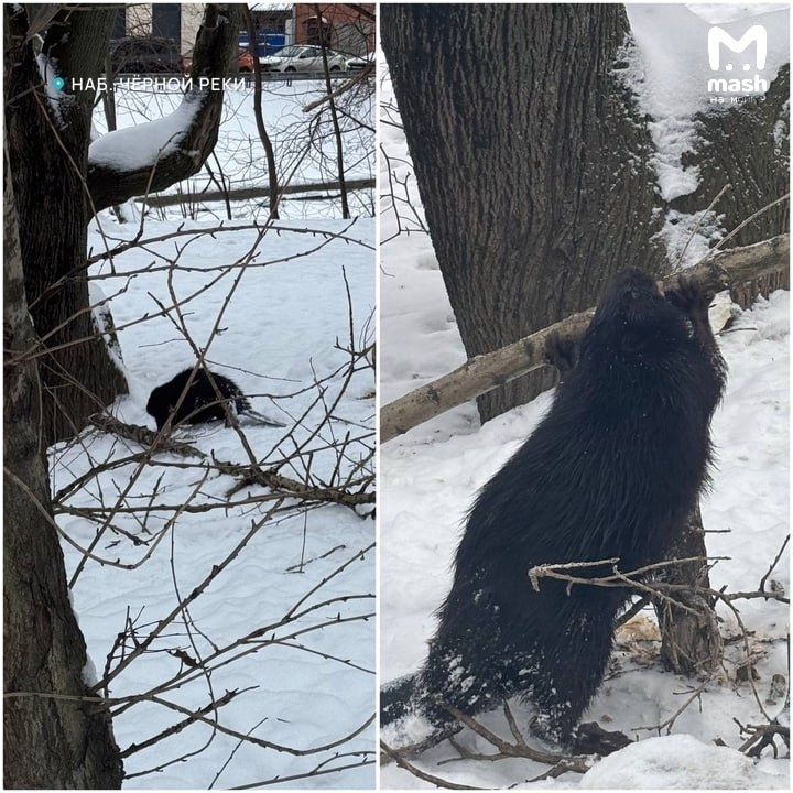 Лесной обитатель построил жилье в элитном районе и без ипотеки