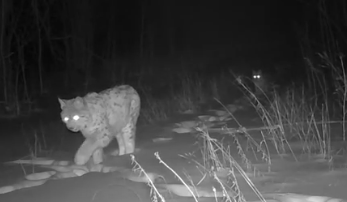 Лесные кошки вышли на охоту в Карелии