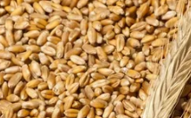 В Карелии обнаружили пшеницу с опасными пестицидами