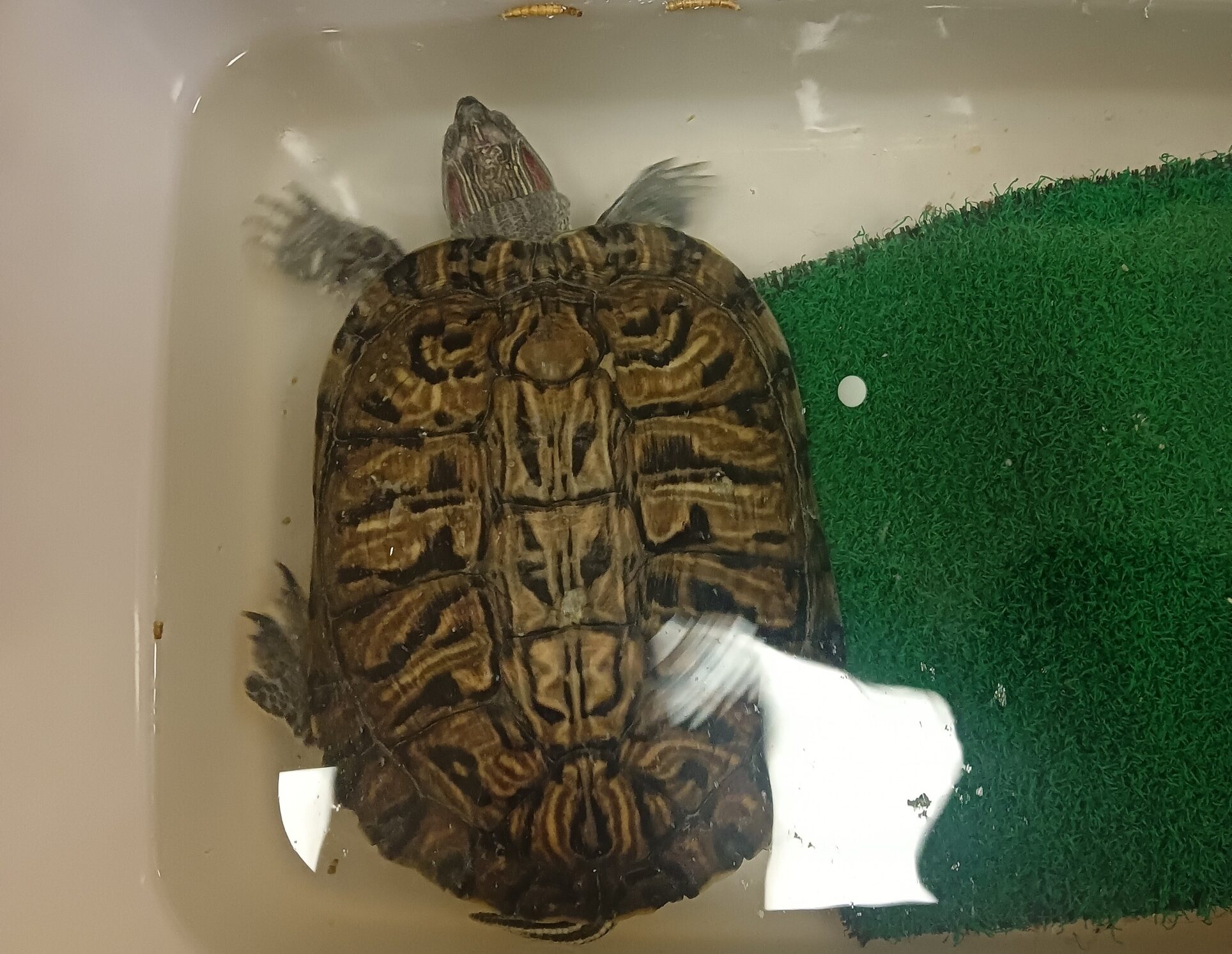 В Петрозаводске квартиранты бросили красноухую черепаху в съемной квартире