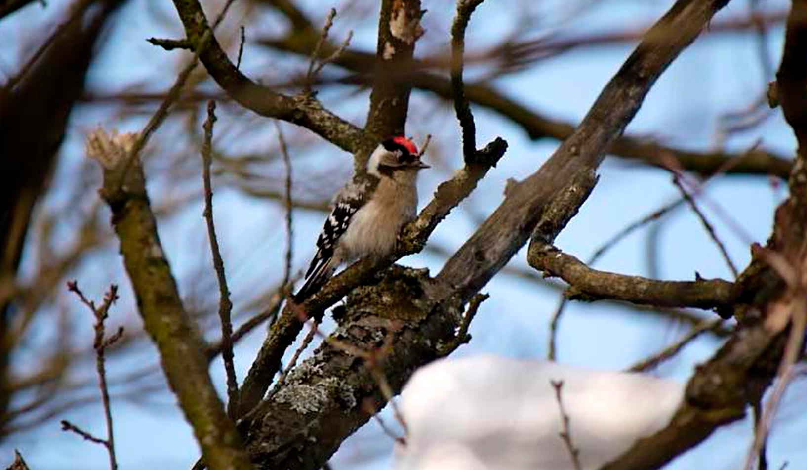 Жительница Петербурга сняла на видео самого маленького дятла России