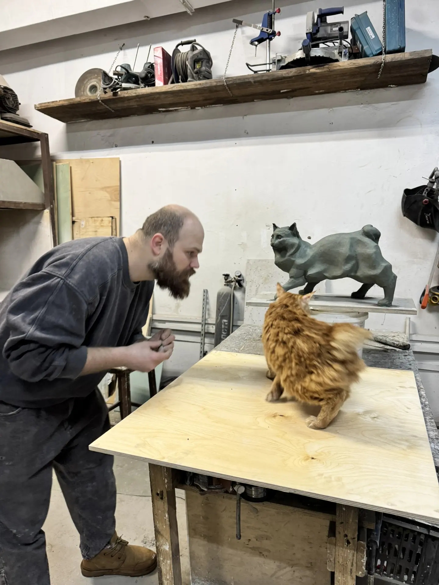 В Сортавале поставят памятник коту исчезающей карельской породы