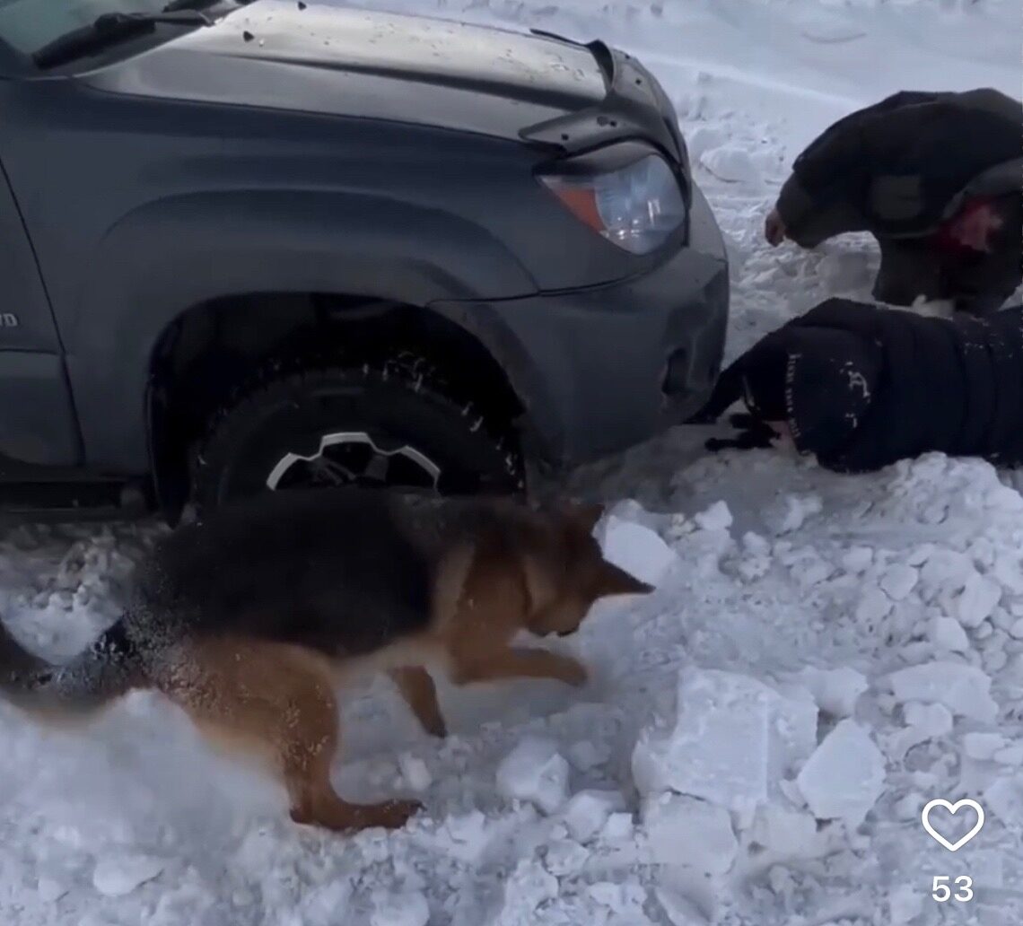 Пёс в беде не бросит: видео о верности появилось в Сети