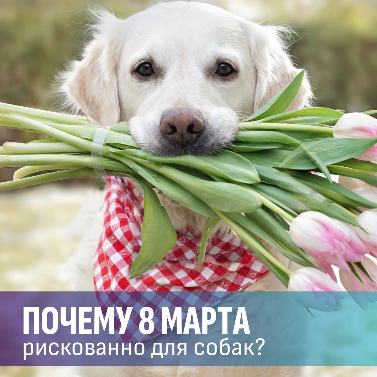 Подарки, которые убивают: ветеринары рассказывают о скрытых опасностях праздников