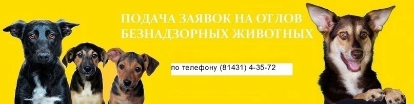 В Сегеже с 28 марта начнут отлавливать безнадзорных собак