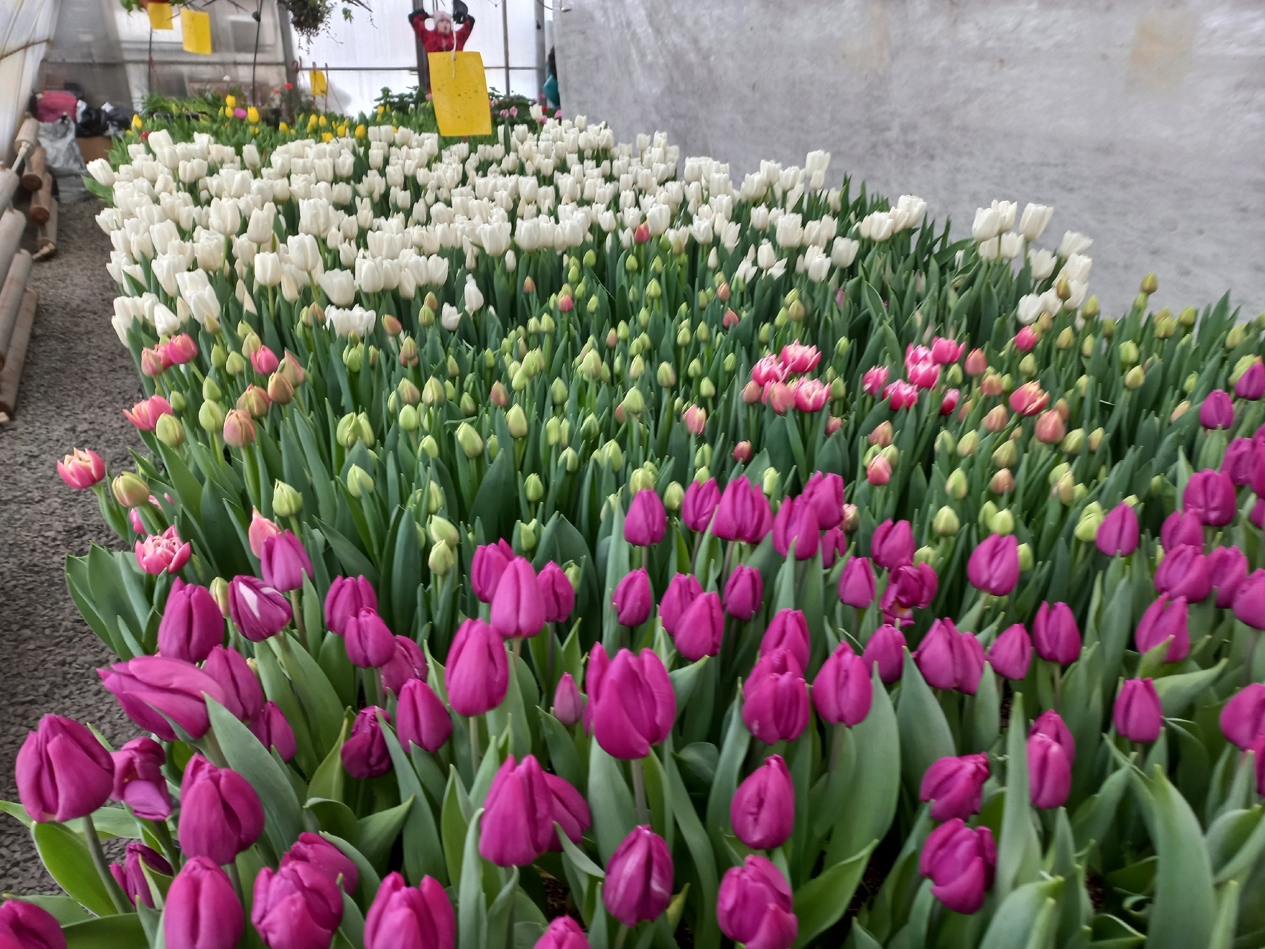 Семья Шлипкиных из Рыпушкалицы вырастила тюльпаны к 8 марта