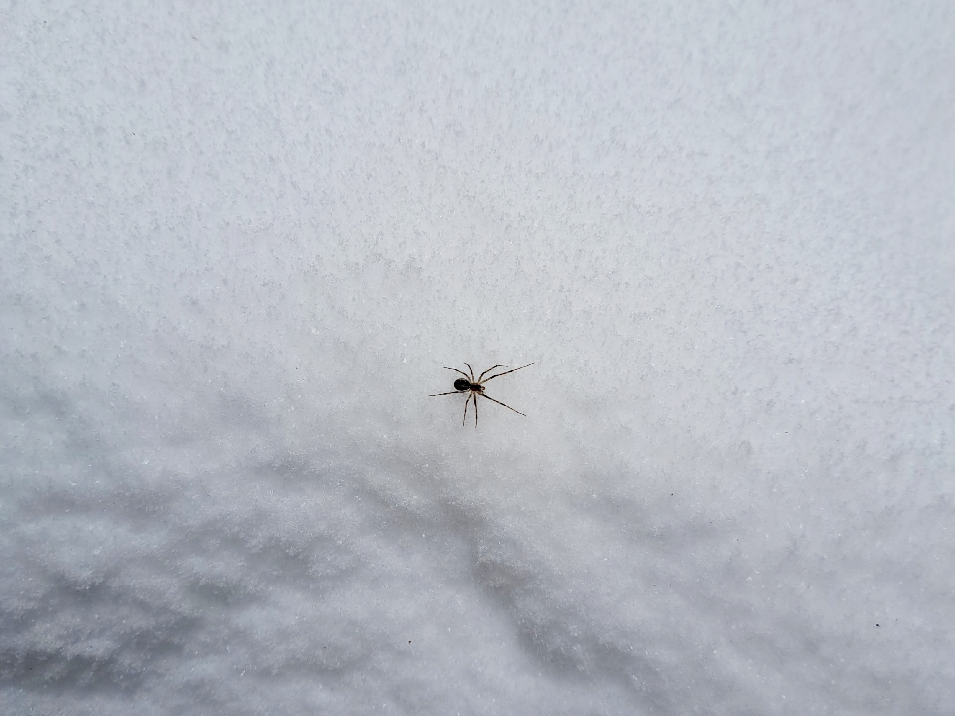 Раннее потепление в Карелии сделало редкий подарок арахнофилам