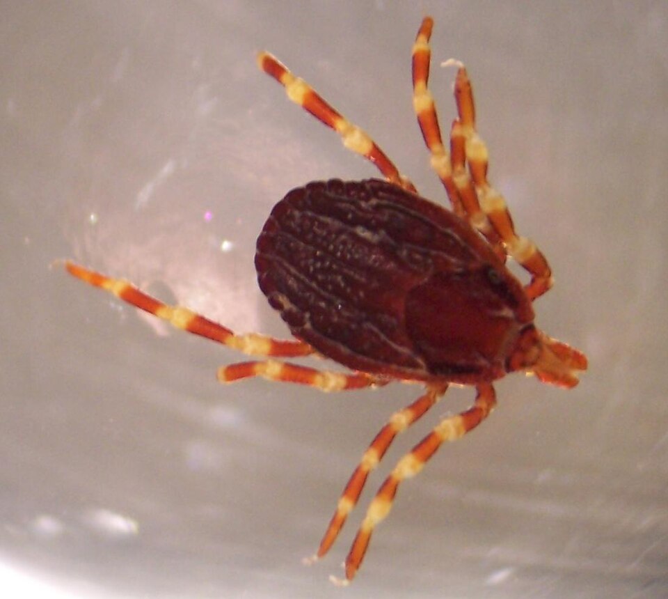 Клещи-убийцы ползут на Россию: чем опасен гигант хиаломма