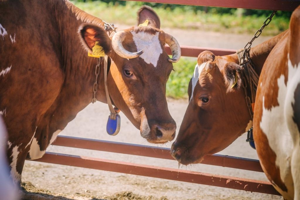 Господдержку сельского хозяйства в Карелии увеличили на треть