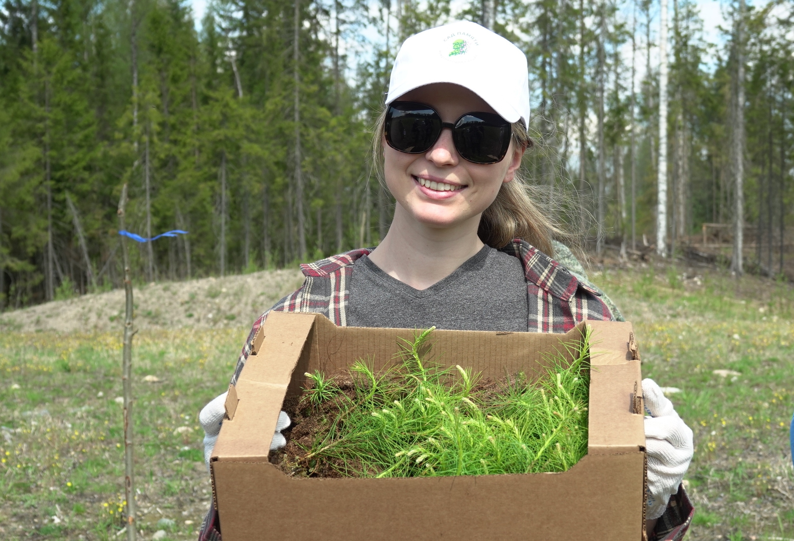 В Карелии посадки леса составят почти 25 тысяч гектаров