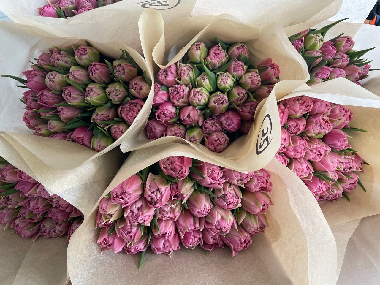 В Костомукше вырастили 20 тысяч тюльпанов к 8 марта