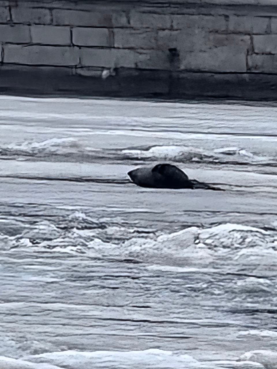 Атакованная вороной «нерпа» испустила дух: друзья ластоногих рассказали, как легко принять мусорные мешки за тюленей