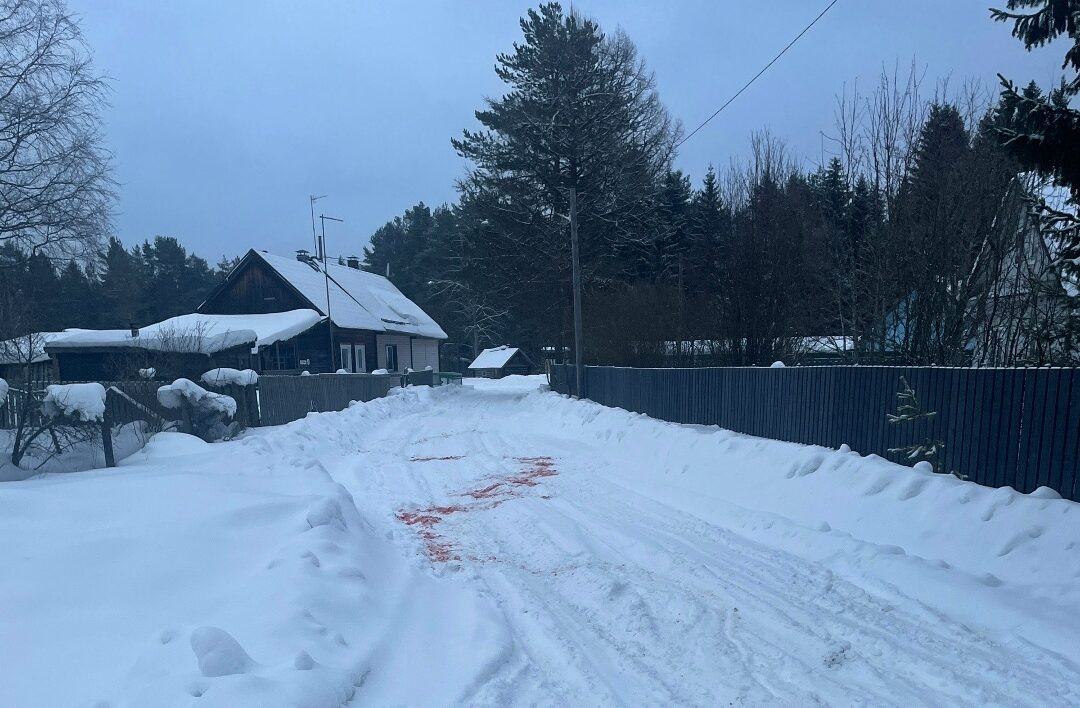 Растерзанную собаку нашли на улице жители карельского поселка