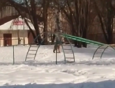 Рысь гуляла на территории школы в Питкяранте